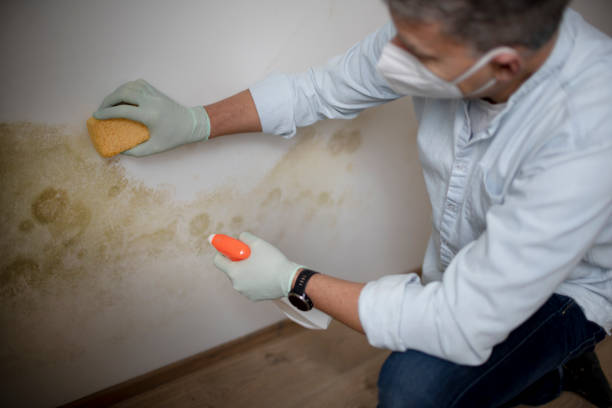 Best Best Mold Removal Companies  in Mountain View, NC